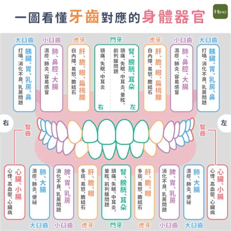 牙齒經絡圖|牙痛可能是內臟警訊？一圖看懂牙齒對應的身體器官